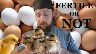 How to tell if your chicken eggs are fertile [upl. by Keiryt]