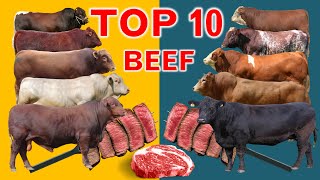 Top 10 Cattle Beef Breeds  Highest Average Daily Gain the World from Weaning to Yearling Age [upl. by Rolandson438]