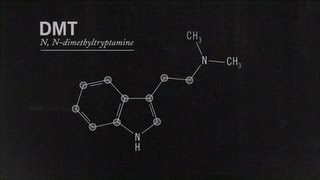 What Is DMT Joe Rogan [upl. by Alrahc]