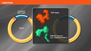 Overview of PCR Cloning [upl. by Jock]