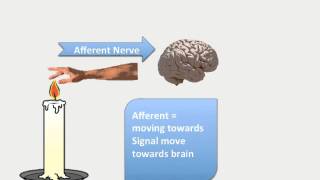 Difference between Afferent and Efferent Nerve [upl. by Amo]