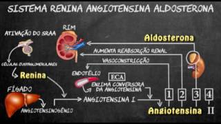 Sistema renina angiotensina aldosterona [upl. by Rey]