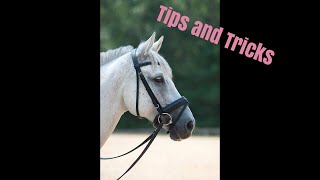 How to bridle a difficult horse  Tips from Deanna Corby Dressage [upl. by Lallage]