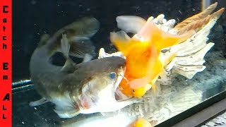 GOLDFISH SURVIVES the BLOB CATFISH [upl. by Secunda]