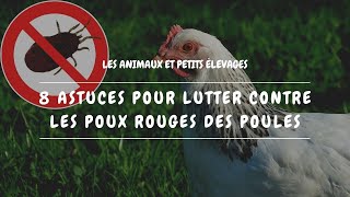 🐔 8 astuces pour lutter contre les poux rouges des poules [upl. by Ranee]