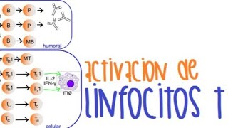 Activación de Linfocitos T [upl. by Retha]