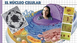 El núcleo célular  2º de Bachiller BioESOsfera [upl. by Eceinart]