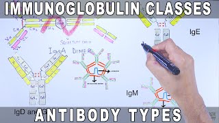 Immunoglobulin Isotypes  Antibody Classes [upl. by Mot]