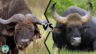 CAPE BUFFALO VS INDIAN GAUR  Which is more powerful [upl. by Ecam]