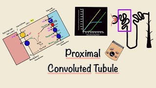 Proximal Convoluted Tubule  PCT  Nephron Transport  Transport Maximum  Renal Physiology [upl. by Kartis]