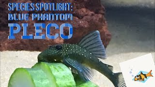 BLUE PHANTOM PLECO SPECIES SPOTLIGHT [upl. by Neerihs]