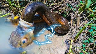 Electric Eel VS Others What Electric Eels Can Do [upl. by Jaddan]