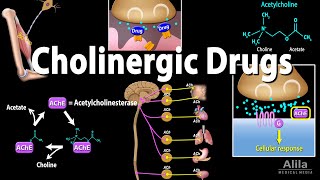 Cholinergic Drugs  Pharmacology Animation [upl. by Price895]