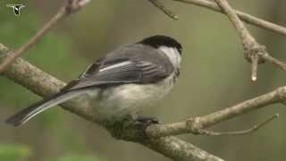 Blackcapped Chickadee [upl. by Akimad]