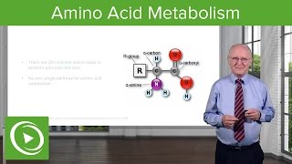 Amino Acid Metabolism Introduction – Biochemistry  Lecturio [upl. by Kcirdot779]