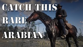 HOW TO GET THE WARPED BRINDLE ARABIAN HORSE Red Dead Redemption 2 [upl. by Leaw137]