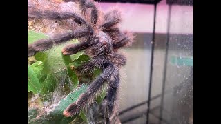 Avicularia avicularia  The Common Pink Toe Pairing [upl. by Chadabe]