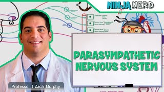 Neurology  Parasympathetic Nervous System [upl. by Smallman]