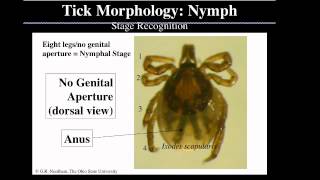 Tick Identification with Dr Glen Needham [upl. by Elisabeth348]