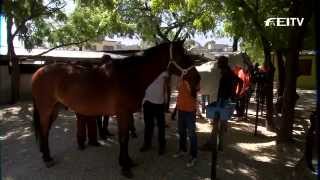 FEI Equestrian Snapshots  Haitian Equestrian Federation [upl. by Klenk]