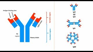 Antibodies Structures types and functions [upl. by Cos]