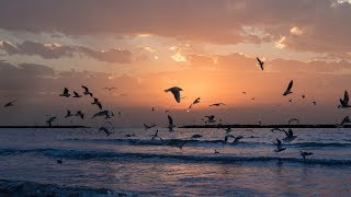 Relaxing Sounds  Ocean Waves and Seagulls  2 Hours [upl. by Sterne]