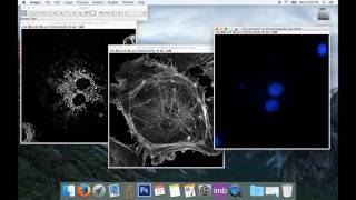 Tute1 Basic Image Processing with ImageJ [upl. by Janifer]