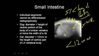 VET Talks  Normal Radiographic Anatomy of the Canine Abdomen [upl. by Astrid]