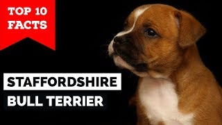 Staffordshire Bull Terrier – Top 10 Facts Staffy Terrier [upl. by Nivk680]