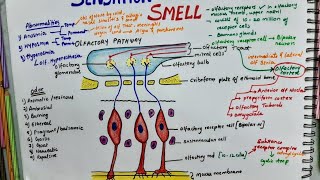 Sensation Of Smell Olfactory Pathway  Physiology [upl. by Huntington675]