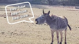 Animal Sounds Donkey Bray Heehaw in 4K [upl. by Oilegor]