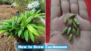 How to grow cardamom plant at home [upl. by Yentruok]