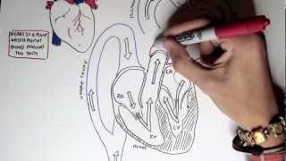 Lecture 1  Introduction to the Cardiovascular System [upl. by Leahcim]