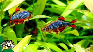 FUN Ideas for your 20 gallon Fish Tank [upl. by Meredeth]