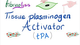 Tissue Plasminogen Activator tPA [upl. by Adnalram]