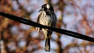 New Holland Honeyeater Call [upl. by Grefer]