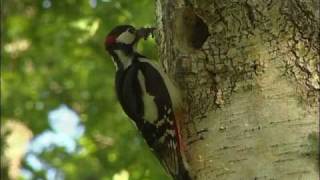 STÖRRE HACKSPETT Great Spotted Woodpecker Dendrocopos major Klipp  73 [upl. by Allan]