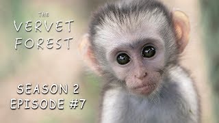 Foster Moms Adopt Orphan Baby Vervet Monkeys Tommy amp Loustic  Vervet Forest  S2 Ep7 [upl. by Nylegna]