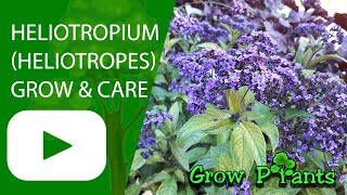 Heliotropium  grow amp care Heliotrope [upl. by Eiten]