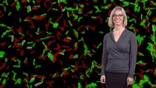 Dr Michele LeRoux MIT Pseudomonas aeruginosa survives with a gut reaction using their T6SS [upl. by Ibbison]