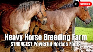 Heavy Horse Breeding Farm  STRONGEST Powerful Horses Facts [upl. by Hannavahs]