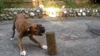 barking boxer puppy [upl. by Jerry]