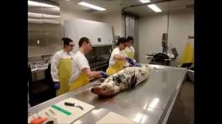 Postmortem examination on a grey seal [upl. by Atselec526]