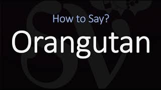 How to Pronounce Orangutan CORRECTLY [upl. by Soisinoid642]