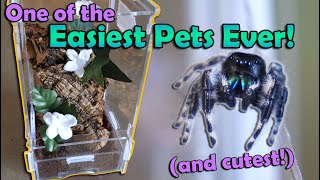 How to Care for Jumping Spiders [upl. by Oicnerolf]