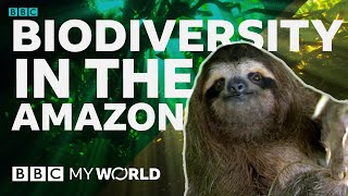 Why does biodiversity matter  BBC My World [upl. by Esorbma460]