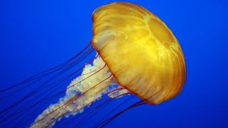 Facts The Jellyfish [upl. by Lauro]