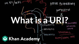 What is an upper respiratory infection URI  NCLEXRN  Khan Academy [upl. by Leith]