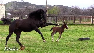 Baby Foal with its Mom [upl. by Dicks]