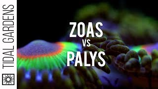 Zoanthid and Palythoa identification and taxonomy [upl. by Stewart373]